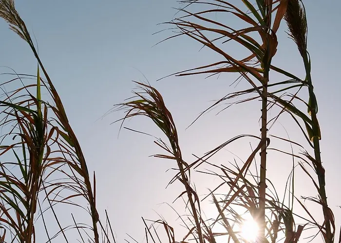 Kalea Mykonos Орнос