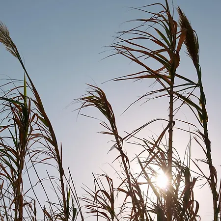 Kalea Mykonos Ornos (Mykonos)